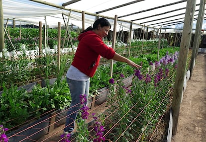 Claudia Villafañe en el campo de flores.