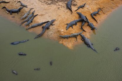 Caimanes se refugian del fuego en una pequeña laguna, el 23 de noviembre cerca de Pocone (Estado de Matto Grosso). El Pantanal es casa de miles de especies de plantas y animales, incluidos 159 mamíferos.