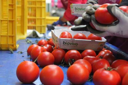 Empleados de la empresa colocan los tomates en pequeños envases de cartón reciclado, un requisito de presentación para las frutas y verduras ecológicas que encarece la distribución del producto.