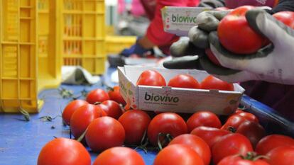 Empleados de la empresa colocan los tomates en pequeños envases de cartón reciclado, un requisito de presentación para las frutas y verduras ecológicas que encarece la distribución del producto.