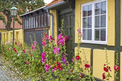 Las malvarrosas adoran crecer a las puertas de las casas y las hacen apropiadas para cultivar plantas allí donde solo hay una pequeña fisura.