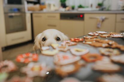 Un perro puede resultar insistente a la hora de querer probar los alimentos navide?os, pero los due?os tienen que ser cabales y pensar en las consecuencias para su salud.