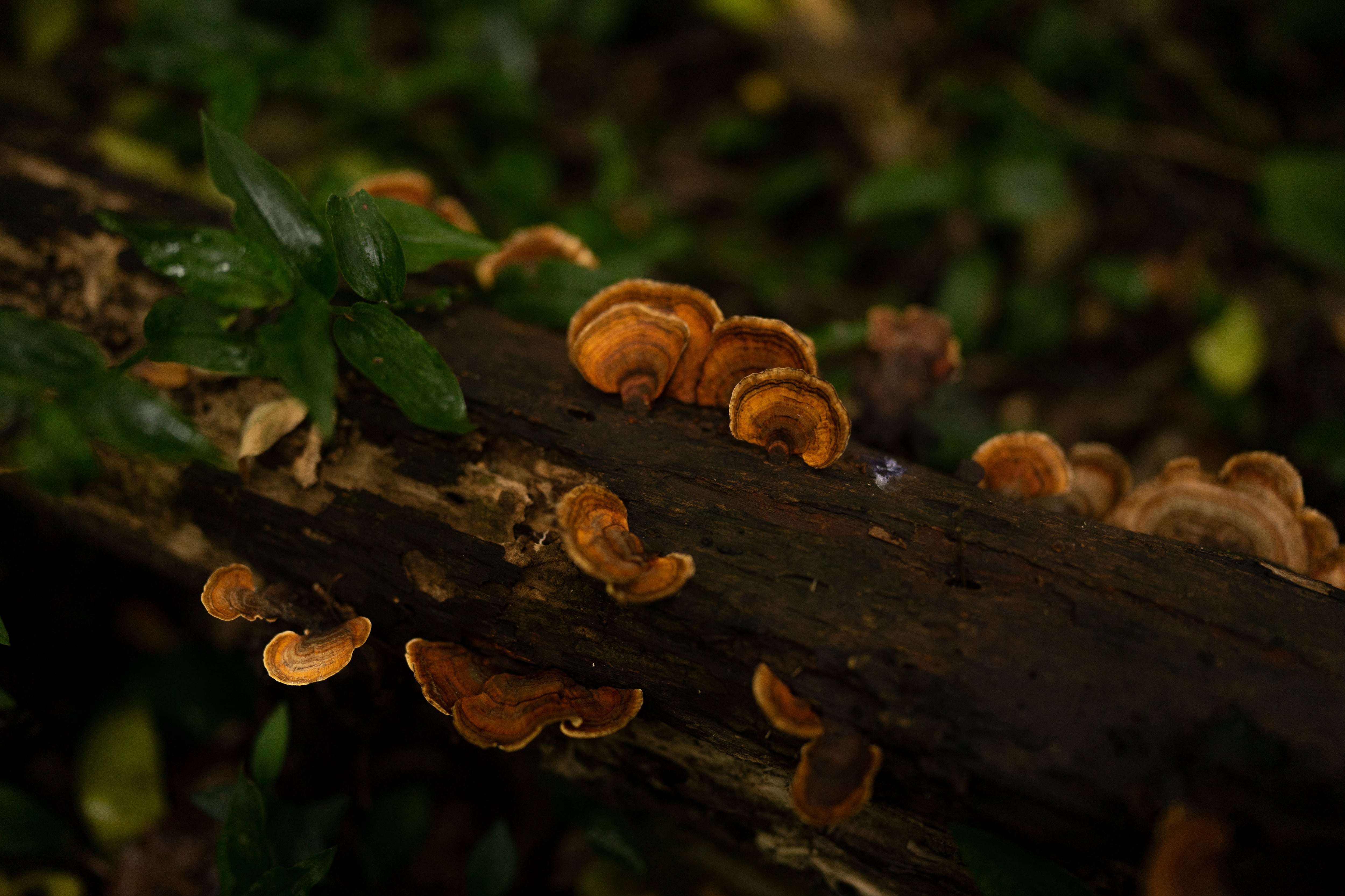 Crecimiento de hongos en las Yungas.