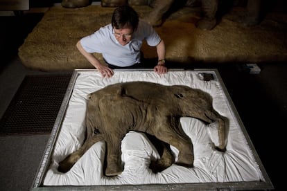 Una cría de mamut que murió hace 42.000 años en Siberia cuando tenía solo un mes, en el Museo de Historia Natural de Londres.