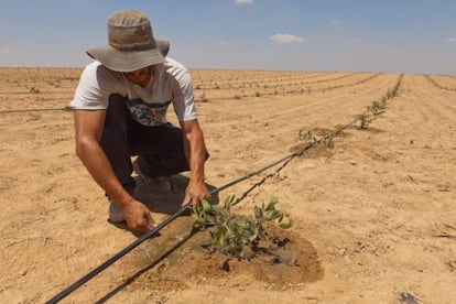 O sistema de irrigação por gotejamento criado pela empresa Netafim é uma das contribuições tecnológicas israelenses mais utilizadas em todo o mundo.