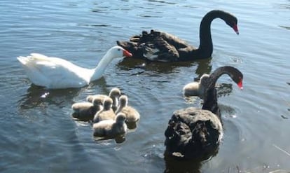 &#039;Thomas&#039; junto a la pareja de cisnes (&#039;Henry&#039; y &#039;Herriette&#039;) y su polluelos.