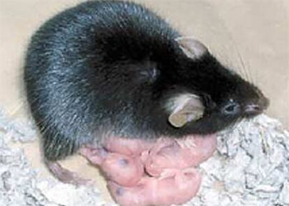 <i>Kaguya,</i> el ratón hembra sin padre, con sus crías.