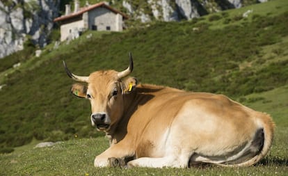 Una vaca en los Picos de Europa.