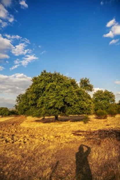 Paisaje de encinas en los alrededores del pueblo de Hervás, en Cáceres.