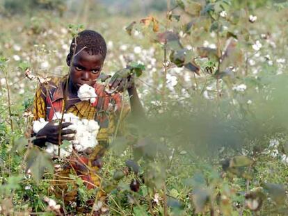 Un niño recoge algodón la semana pasada en una plantación al norte de Bouake, en Costa de Marfil.