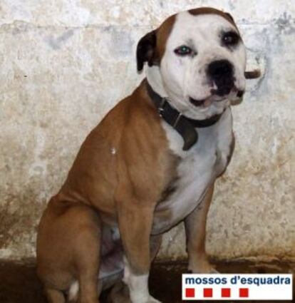 Uno de los perros decomisados por los Mossos d&#039;Esquadra.