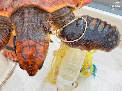 Una tortuga marina rescatada por la Fundación para la Conservación y Recuperación de Animales Marinos de El Prat de Llobregat (Barcelona).