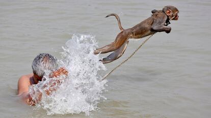 Un mono salta mientras su dueño se baña en las aguas del río Ganges, en Calcuta, India.