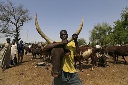 Un hombre sostiene una vaca en el mercado de Maiduguri, Nigeria. Una iniciativa del Gobierno nigeriano para estrangular al grupo insurgente Boko Haram, quienes cerraron el comercio de ganado en esta ciudad. En los últimos meses, el ejército ha recuperado una parte importante del territorio que habían conquistado los yihadistas durante la insurgencia de cinco años.