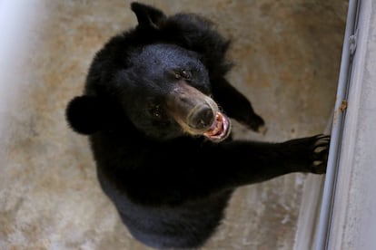 Misa, una hembra de oso lunar, come en un santuario de osos después de ser rescatado en la provincia de Ninh Binh (Vietnam), el 26 de abril de 2018.