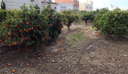 Fruta sin recoger en l&#039;Aldea por no poder pagar a los temporeros.