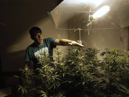 A marijuana home-grower in Montevideo.