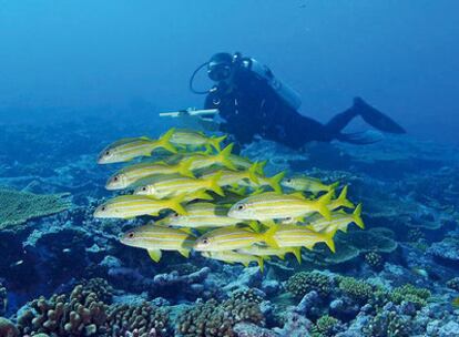 Enric Sala buceando en Kingman Reef, entre Hawai y Samoa, en el Pacífico.