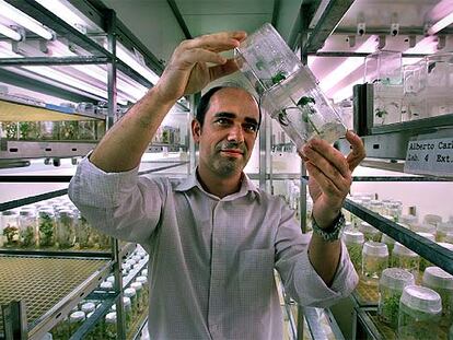 Miguel Ángel Blázquez observa una planta utilizada en experimentos en la Universidad Politécnica de Valencia.