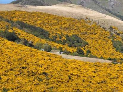 El tojo o retamo espinoso es un arbusto europeo que ha proliferado en otras partes del mundo, como en este paisaje neozeland&eacute;s. 