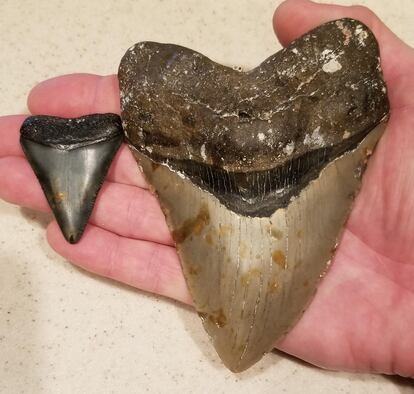 The upper tooth of a megalodon (right) compared to one from a great white shark.