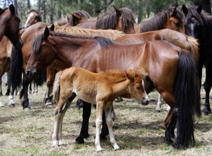 Caballos salvajes en Santa María de Oia, en la Serra da Groba.