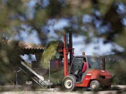 Un agricultor vacía un tractor de aceitunas. EFE/Archivo