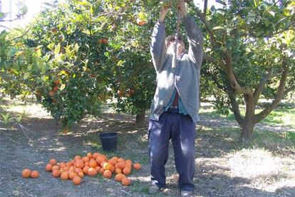 Un agricultor recoge naranjas en Xerta.