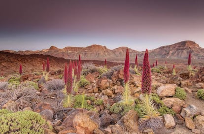 Tajinastes rojos en las Cañadas del Teide, en la isla de Tenerife.