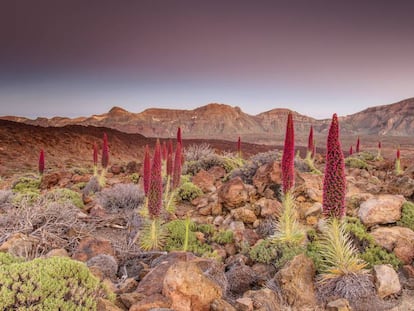 Tajinastes rojos en las Cañadas del Teide, en la isla de Tenerife.