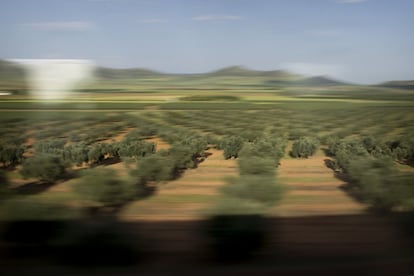 18-02-2017: De nuevo en tierras manchegas nos encontramos con una plantaci—n de olivos.
FOTO: PACO PUENTES/EL PAIS