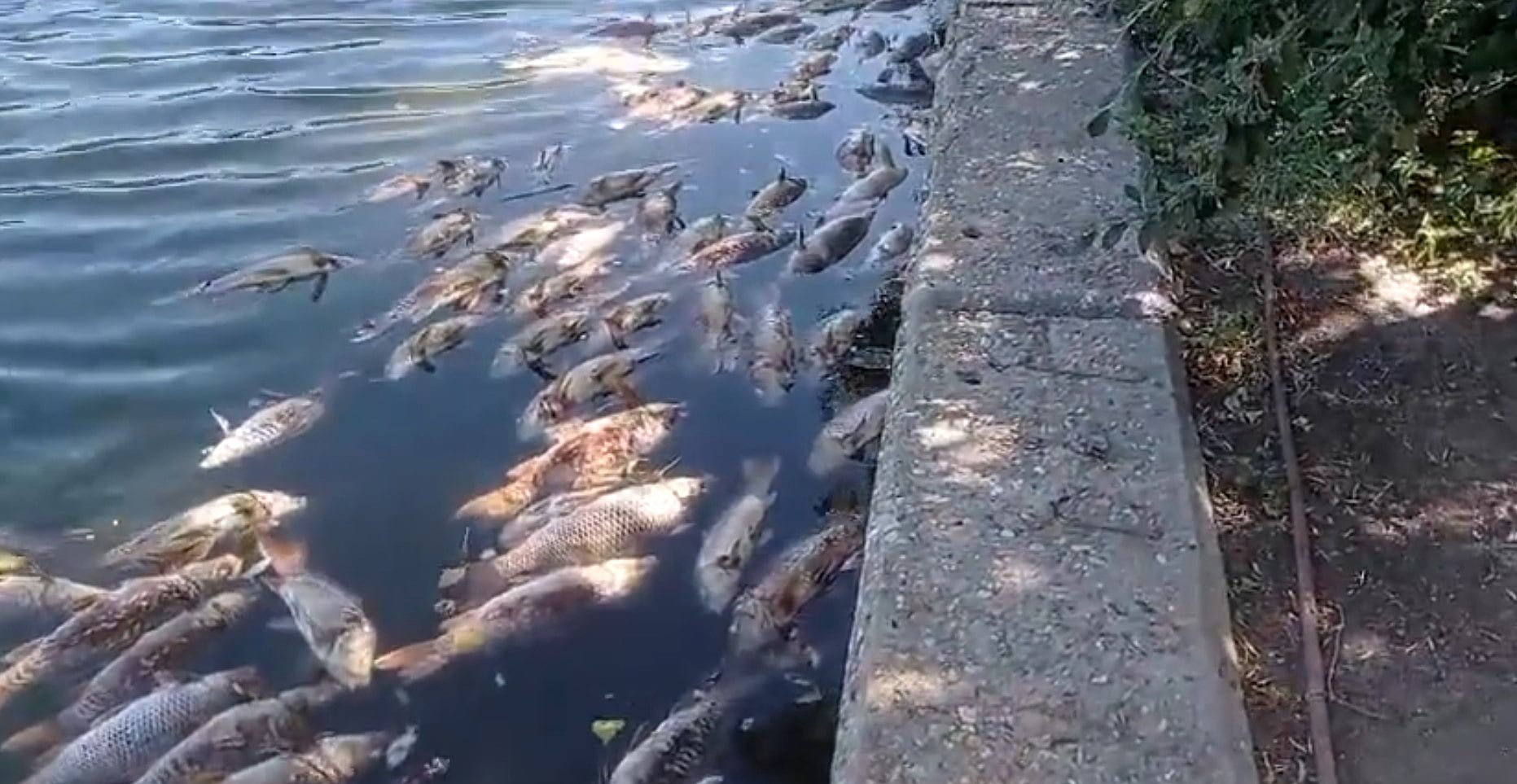 Cientos de carpas muertas en el lago del parque de Juan Carlos I de Madrid