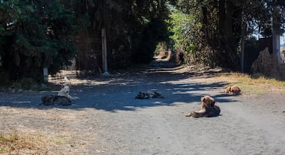 Muerte de perros callejeros en Amecameca