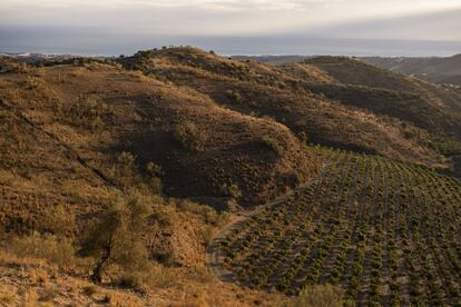 Los cultivos tropicales necesitan grandes cantidades de agua, que no es abundante en estos lugares y se consigue, en muchas ocasiones, a través de pozos ilegales y sobreexplotando los acuíferos. Frente a esto, se debería establecer una hoja de ruta de cara a incrementar la superficie dedicada a la agricultura ecológica y el uso de variedades locales adaptadas al clima.