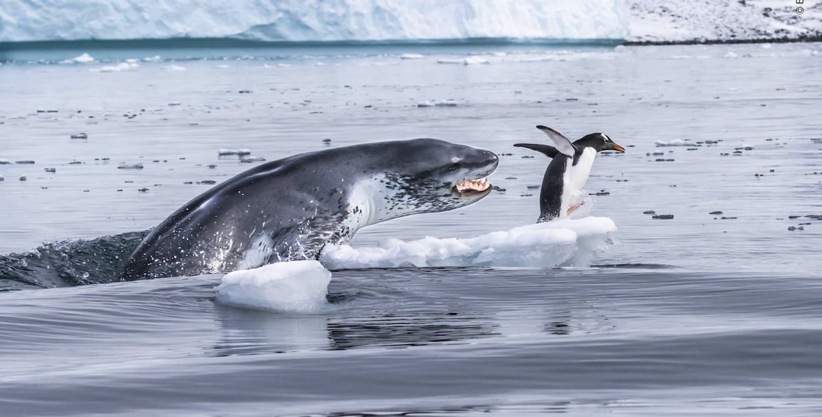 Los finalistas del Wildlife Photographer of the Year 2019 | Fotos ...