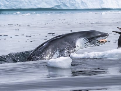 Foto finalista en la Categoría Comportamiento Animal, del premio WPY.