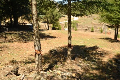 Una de las zonas del paraje de la Fuenfría, en Igualeja, donde han atacado los 40 cedros.