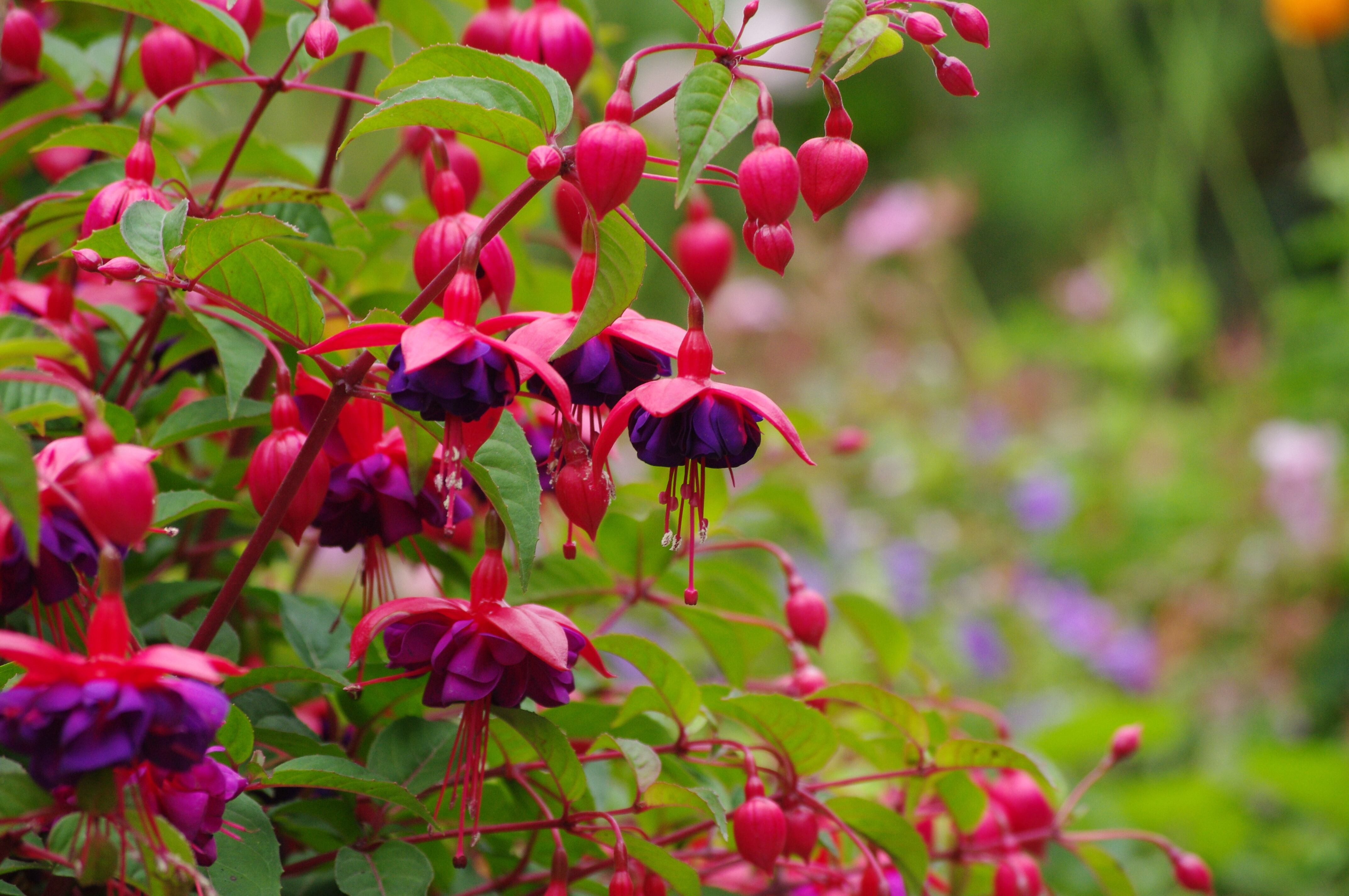 La popularmente conocida como pendientes de la reina ('fuchsia') es un tipo de arbusto que crece en lugares luminosos en los que no impacta el sol directo.