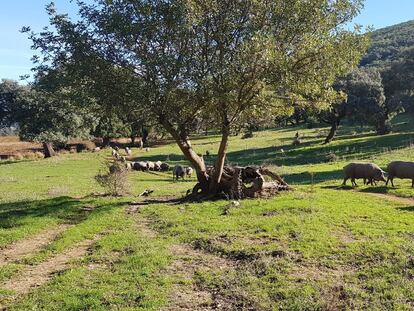Una piara de cerdos en la sierra de Cádiz, en una imagen de la organización agraria Asaja.