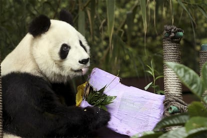 La panda Shuan Shuan en el zoológico de Chapultepec, en Ciudad de México, en julio de 2015.