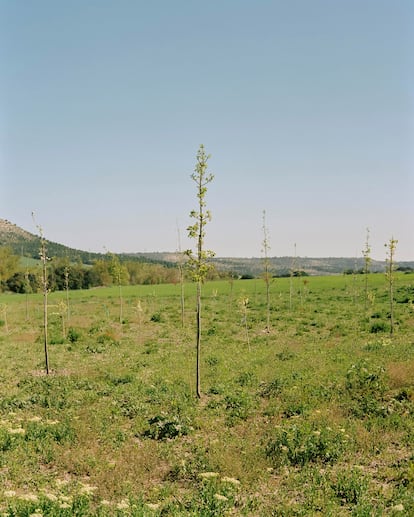 El viejo Bosque de los Monjes en la finca de Abadía Retuerta en Sardón de Duero (Valladolid), en fase de reforestación.