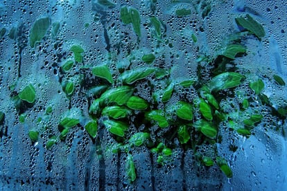 La planta piloto del Jardín de Nemo fue la albahaca, por su importancia en la cocina de Liguria (Italia). Esta fue la elegida para estudiar las características fitoquímicas, fisiológicas y micromorfológicas de la variedad terrestre y compararla con la subacuática.