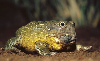 La 'Lithobates catesbeianus' o rana toro procede del este de Estados Unidos. Llegó a España a finales de los años 80 para su cría en cautividad. Se la utilizaba para acabar con insectos o como animal doméstico. La huida de ejemplares de las granjas y la puesta en libertad por parte de las familias que la tenían como mascota pusieron en peligro varias especies autóctonas, ya que el anfibio es portador de parásitos protozoos, hongos, bacterias y virus que pueden causar enfermedades a los endémicos. La rana toro puede llegar a medir 20 centímetros y a pesar un kilogramo. Vive entre siete y nueve años y se le puede encontrar en charcas, estanques, marismas, acequias... Oportunista, caza al acecho cualquier animal que esté en movimiento y que no sea demasiado grande para engullirlo.