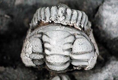 Un trilobites fósil (Placoparia), enrollado en posición defensiva, tras resultar enterrado vivo.