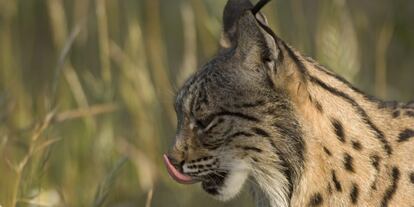 Uno de los linces del proyecto &#039;Life-Lince&#039; en 2007.