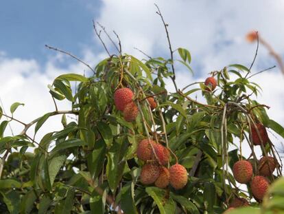 Um exemplar da 'Litchi chinensis', a árvore tropical cuja fruta é comida sob o nome de lichia.