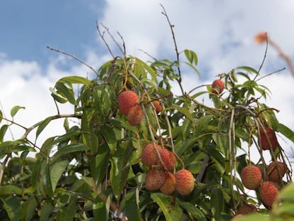 Um exemplar da 'Litchi chinensis', a árvore tropical cuja fruta é comida sob o nome de lichia.