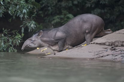Un tapir desciende al río Tambopata en el departamento de Madre de Dios, Perú.