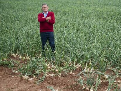 Jos&eacute; Alapont, agricultor de Silla, en un campo reci&eacute;n asaltado.