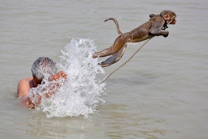 Un mono salta mientras su dueño se baña en las aguas del río Ganges, en Calcuta, India.